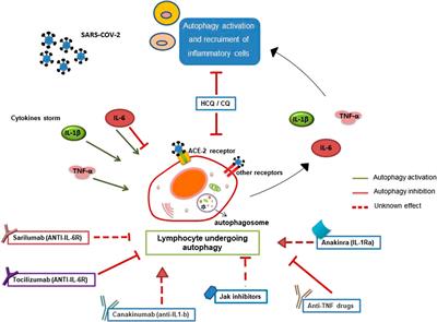 Autophagy Modulation in Lymphocytes From COVID-19 Patients: New Therapeutic Target in SARS-COV-2 Infection